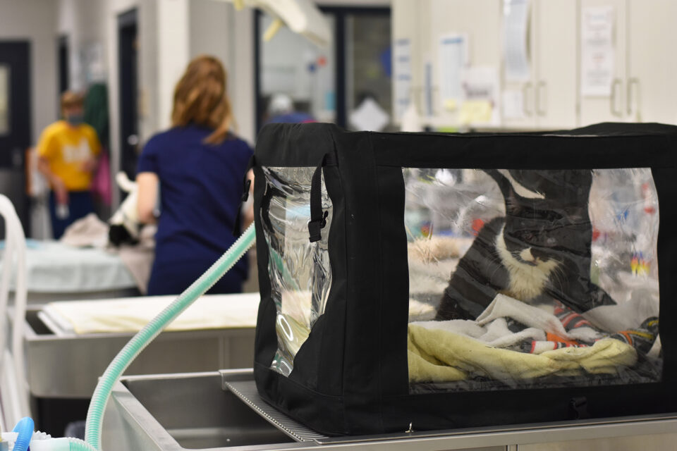 Lifesaving care provided to 100 Cats involved in house fire