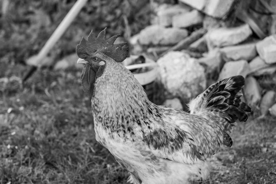 Humane Society Seeks Justice Against Cock Fighting