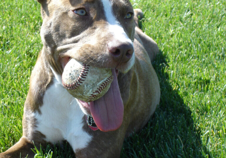 American Terrier Pit Bull with baseball in mouth.