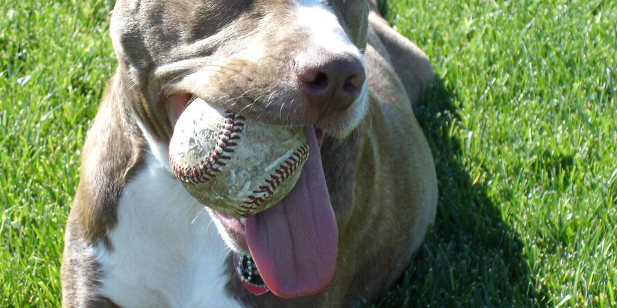 American Terrier Pit Bull with baseball in mouth.